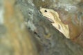 File-eared tree frog Royalty Free Stock Photo