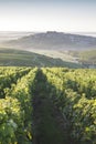 Vineyards of Sancerre in the Loire Valley