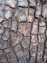 File of texture of bark wood. Royalty Free Stock Photo