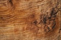 File of texture of bark wood use as natural background Royalty Free Stock Photo
