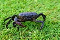 Filed crab green grass background