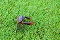 Filed crab green grass background close up and copy space