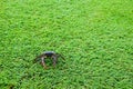 Filed crab green grass background close up and copy space