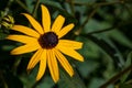 Filed of flowering of Black eyed Susan's in the sunshine Royalty Free Stock Photo