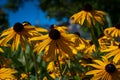 Filed of flowering of Black eyed Susan's in the sunshine Royalty Free Stock Photo