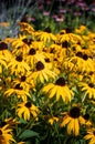 Filed of flowering of Black eyed Susan's in the sunshine Royalty Free Stock Photo