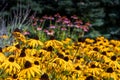 Filed of flowering of Black eyed Susan's in the sunshine Royalty Free Stock Photo