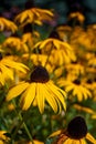 Filed of flowering of Black eyed Susan's in the sunshine Royalty Free Stock Photo