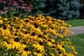 Filed of flowering of Black eyed Susan's in the sunshine Royalty Free Stock Photo