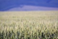 Filed of grain Royalty Free Stock Photo