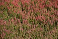 Filed of heather heath heathland background