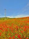 Filed with many poppy flowers in blossoms. Very hot day, plants have wilt leaves Royalty Free Stock Photo