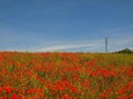 Filed with many poppy flowers in blossoms. Very hot day, plants have wilt leaves Royalty Free Stock Photo