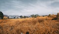 filed in the morning grass chocolate sky blue nice nature