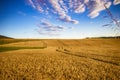 The filed of oat on the countryside near Domazlice. It is situated in Czech republic in Europe. There is beautiful sunset