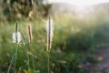 Filed plants close up sunlight. Soft focus. Royalty Free Stock Photo