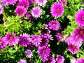 A filed of purple daisies blooming