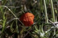 filed of red poppy flower with dew drops closeup Royalty Free Stock Photo