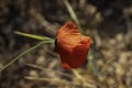 filed of red poppy flower with dew drops closeup Royalty Free Stock Photo