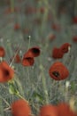 filed of red poppy flower with dew drops closeup Royalty Free Stock Photo