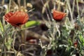 filed of red poppy flower with dew drops closeup Royalty Free Stock Photo