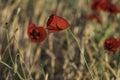 filed of red poppy flower with dew drops closeup Royalty Free Stock Photo