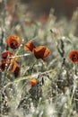 filed of red poppy flower with dew drops closeup Royalty Free Stock Photo