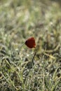 filed of red poppy flower with dew drops closeup Royalty Free Stock Photo