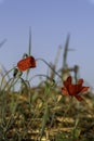 filed of red poppy flower with dew drops closeup Royalty Free Stock Photo