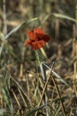 filed of red poppy flower with dew drops closeup Royalty Free Stock Photo