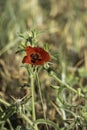 filed of red poppy flower with dew drops closeup Royalty Free Stock Photo