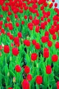 Filed of red tulips