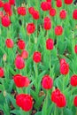 Filed of red tulips