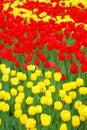 Filed of red and yellow tulips
