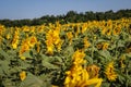 Filed of a sunflower latin name: Helianthus annuus