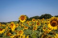 Filed of a sunflower latin name: Helianthus annuus