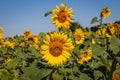 Filed of a sunflower latin name: Helianthus annuus