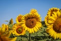 Filed of a sunflower latin name: Helianthus annuus
