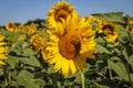 Filed of a sunflower latin name: Helianthus annuus