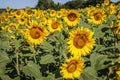 Filed of a sunflower latin name: Helianthus annuus