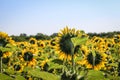 Filed of a sunflower latin name: Helianthus annuus