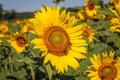 Filed of a sunflower latin name: Helianthus annuus