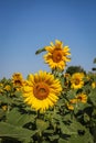 Filed of a sunflower latin name: Helianthus annuus