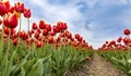 Filed of Tulips