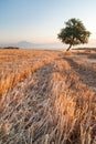 Filed of wheat at dawn Royalty Free Stock Photo