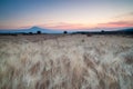 Filed of wheat at dawn Royalty Free Stock Photo