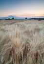 Filed of wheat at dawn Royalty Free Stock Photo