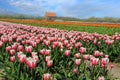 Fileds with wonderful tulips on Bollenstreek Royalty Free Stock Photo