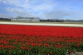 Fileds with wonderful tulips on Bollenstreek Royalty Free Stock Photo