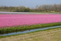 Fileds with wonderful tulips on Bollenstreek Royalty Free Stock Photo